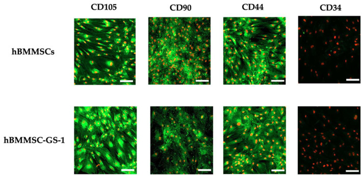 Immunofluorescence staining of CD105, CD90, CD44, and CD34 in hBMMSC-GS-1 line vs. hBMSC cell lines. Nuclei were counterstained with propidium iodide. LSCM in conventional colors: green for markers and red for nuclei. Original magnifications: 10×. Scale bar: 100 µm.