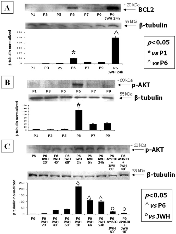 Stimulation of CB2 directly stimulates cell survival pathways.(A) Western Blot experiment and the relative quantification for the anti-apoptotic factor BCL-2 expression in total MSC lysates from different passages normalized with respect to β-tubulin reveal a significant increase of the protein levels at P6 and after CB2 selective stimulation. (B) Western Blot experiment and the relative quantification for p-AKT expression normalized with respect to β-tubulin in total MSC lysates from different passages and (C) after CB2 selective stimulation at multiple time-points. Data show the maximum increase of the protein levels at P6 and after 2 hours from CB2 selective stimulation with the synthetic agonist JWH-133. The CB2 antagonist AM630 reduces the JWH-induced increase of p-AKT. Data are represented as a mean ± SD from three different assays. A t-test has been used for statistical analysis. p<0.05 was considered statistically significant.