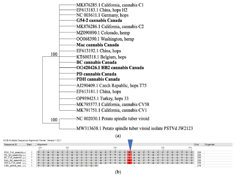 (a) Phylogenetic analysis of HLVd strains from cannabis, hemp, and hops including sequences that were obtained from GenBank and from this study (those shown in bold were from Canada). The outgroup was PSTVd. (b) An SNP was observed in sequences originating from cannabis genotypes ‘Mac’ and G54-2 (arrow).