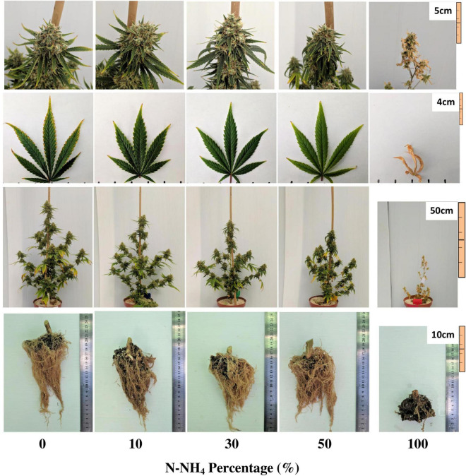 Visual appearance of the inflorescences, leaves, whole plants, and roots under increasing N-NH4 supply. The inflorescence images are of the apical inflorescence on the main stem, and leaf images are of the youngest, fully developed leaf located on the third branch from the plant’s top. Inflorescence, whole plant and root images were taken at maturation (harvest), leaf images were taken 10 days earlier. The brown substance at the base of the roots is a remnant of the coconut fiber plug used for rooting the cuttings at the propagation of the plants.
