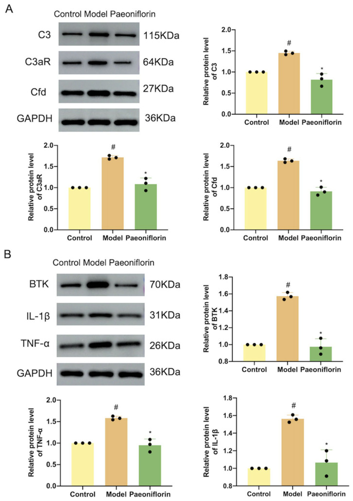 (A) The protein expression of C3, Cfd and C3aR (n = 3). (B) The protein expression of BTK, IL-1β and TNF-α (n = 3). All mice were treated with paeoniflorin at 100 mg·kg−1. The data are mean ± SD. In comparison to the control group, # p < 0.05. In comparison to the model group, * p < 0.05.