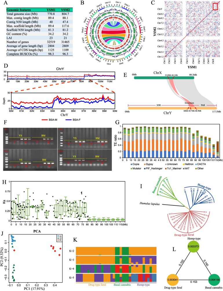 Genome assembly and population genomic analysis of the male plant in seed hemp. (A) De novo assembly of YSM1 and YSM2 with annotation of 32 519 and 31 465 protein-coding genes, respectively. (B) Haplotype-resolved genomic features. (C) Collinearity analysis of YSM1 and YSM2. (D) Differential depth of coverage across Y chromosome in the male genome using BSA data. (E) Synteny plot between the X and Y chromosomes, including an inversion of the homologous region. The divergence time of X/Y was 37.7 Mya (Ks = 0.46). (F) Molecular marker validation confirms: 84 Mb male-specific SDR, 100% concordance between ‘Yushe’ (YS) and ‘Bama’ (BM) cultivars. (G) Repeat types and repeat density in Y chromosome. X axis: Y chromosome; Y axis: TE ratio. (H) Ks of homolog gene pairs between X and Y. The x-axis has a window every 5 Mb. (I–L) Phylogenetic relationships and population structure in Cannabis Sativa: Phylogenetic analysis reveals distinct evolutionary trajectories among chemotype subgroups (I), while principal component analysis (PCA) demonstrates clear genomic separation between fiber-rich and psychoactive cultivars (J). Population structure inference identifies three genetically distinct clusters (K = 3) among 35 accessions, corroborating previous chemotaxonomic classifications. Nucleotide diversity and population divergence across the three groups. The value within the circle indicates the nucleotide diversity (π) of the population, and the value between the two circles indicates population divergence (L).