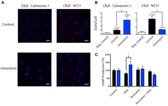Identification of interactions between calcium sensor proteins and CB1R in primary cultures of mouse striatal neurons. (A,B) In situ PLA detection of CB1R-calneuron-1 and CB1R-NCS1 complexes was performed as described in Material and Methods using primary cultures assayed in the presence or absence of 1 μM ionomycin. Interactions were detected as red spots in Hoechst-stained nuclei in the confocal microscopy images shown (superimposed sections of 0.5 μm total thickness). Scale bar: 20 μm (A). Dots (number of red spots) per cell and percentage of cells containing red spots are shown in the bar graphs. Data are the mean ± S.E.M of counts of 8 different fields for every condition. A one-way ANOVA followed by a Tukey's multiple comparison test was performed for the statistical analysis (*p < 0.05; **p < 0.01) (B). (C) Effect of 100 nM ACEA on 0.5 μM forskolin-induced intracellular cAMP levels determined in striatal neurons pretreated or not with 1 μM rimonabant. Basal and forskolin-induced concentrations were, respectively 0.3 ± 0.2 and 3.7 ± 0.5 nM. Experiments were carried out in the absence (black) and presence (blue) of a calcium ionophore (1 μM ionomycin). Data are given as percentage of cAMP concentration induced by forskolin; data are the mean ± S.E.M. of 6 different experiments in triplicates. A one-way ANOVA followed by a Dunnett's post-hoc test was used for statistical comparison (*p < 0.05 comparing absence vs. presence of ionomycin).