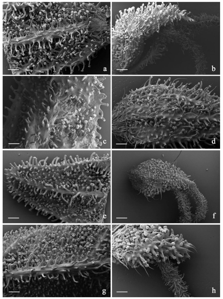 SEM micrographs showing the trichome distribution pattern on bracts and bracteoles of the investigated C. sativa varieties. (a,b) Pablito hemp variety: abaxial surfaces of bract (a) and bracteole (b); (c,d) White Shark hemp variety: abaxial surfaces of bract (c) and bracteole (d); (e,f) Venom OG hemp variety: abaxial surfaces of bract (e) and bracteole (f); (g,h) Lemon Conti Kush New hemp variety: abaxial surfaces of bract (g) and bracteole (h). Scale bars = 500 µm (a–g); 200 µm (h).