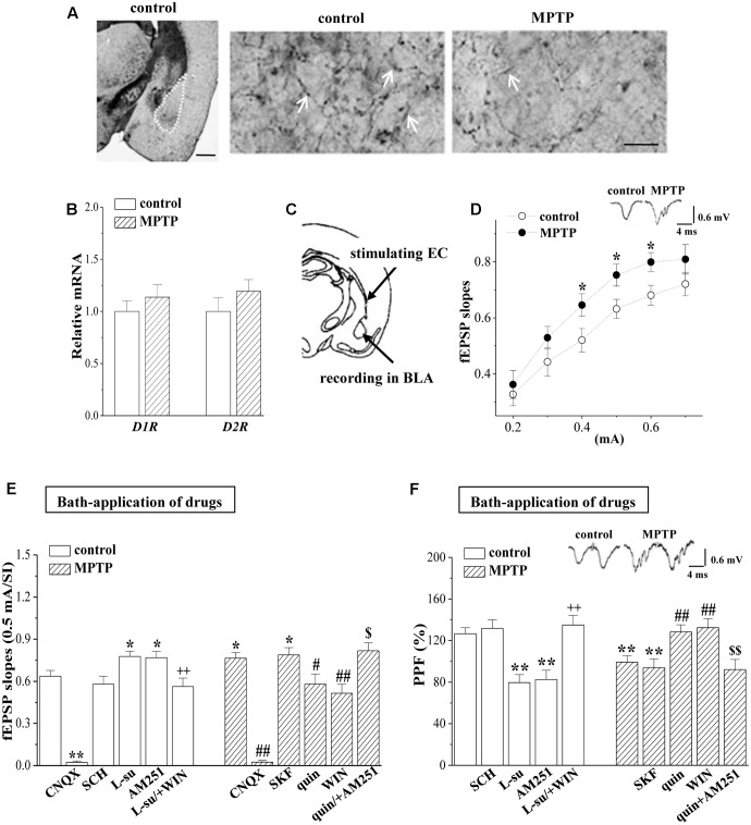 MPTP-induced dopamine depletion enhances presynaptic glutamate release. (A) Representative photomicrograph of TH-immunohistochemical staining in control mice (control) and MPTP-mice (MPTP). The BLA area is indicated by a white broken line (left panel). Scale bars = 1 mm. The arrows indicate TH positive fibers in BLA at high magnification. Scale bars = 50 μm. (B) Bar graphs show levels of D1R and D2R mRNA in BLA of control mice and MPTP-mice. (C) Schematic illustrating the locations of stimulating external capsule (EC) fibers and field potential recording in BLA. (D) Input–output (I/O) curve in BLA. Each point represents the group mean of the fEPSP slopes against stimulating intensities (SIs) from 0.2 to 0.7 mA. Two-way ANOVA, MPTP: F(1,84) = 15.393, p < 0.001; SI: F(5,84) = 29.953, p < 0.001; MPTP × SI: F(5,84) = 0.325, p < 0.001. ∗p < 0.05 vs. control mice. (E,F) Bar graphs show the mean of fEPSP slopes (0.5 mA/SI) or PPF (75 ms IPI, %) in the slices of control mice treated with D1R antagonist SCH23390 (SCH), D2R antagonist L-sulpiride (L-su), CB1R antagonist AM251, AMPA receptor antagonist CNQX, or the co-application of L-sulpiride and CB1R agonist WIN55,212-2 (L-su/+WIN); in the slices of MPTP-mice treated with D1R agonist SKF38393 (SKF), D2R agonist quinpirole (quin), CB1R agonist WIN55,212-2 (WIN), AMPA receptor antagonist CNQX or the co-application of quinpirole and AM251 (quin/+AM251). ∗p < 0.05 and ∗∗p < 0.01 vs. control mice; ++p < 0.01 vs. control mice treated with L-su; #p < 0.05 and ##p < 0.01 vs. MPTP-mice; $p < 0.05 and $$p < 0.01 vs. MPTP-mice treated with quin.