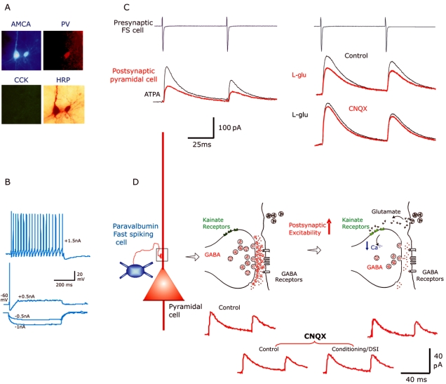 Presynaptic kainate receptors regulate unitary IPSPs in rat neocortex. (A) Pair of synaptically connected cells labelled with biocytin (marked with AMCA). The postsynaptic interneurone was immuno-positive for Parvalbumin (PV) and negative for cholecystokinin- (CCK). This type of multipolar basket cells typically display fast firing patterns (B). (C) Voltage clamp recordings to demonstrate the suppression of unitary IPSCs elicited by fast spiking interneurones in pyramidal cells in control, during bath application of ATPA (1 µM, GluR5 specific agonist) and during L-glutamate (10µM) . Subsequent addition of CNQX (30 µM, broad spectrum, AMPA and kainate receptor antagonist) almost completely abolished the suppression of these IPSCs. (D) Schematic diagram illustrating a synapse between a fast spiking interneurone and a pyramidal cell in the neocortex. The endogenous release of L-glutamate as a retrograde messenger from the postsynaptic pyramidal cell as a result of depolarisation (increase in postsynaptic excitation i.e. conditioning protocol) is thought to have suppressed the IPSCs as result of activating presynaptic kainate receptors. This suppression was prevented by CNQX [See ref. 6 for further details].