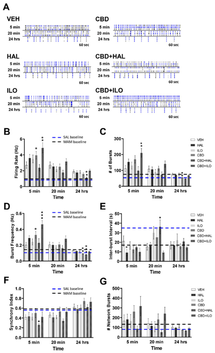 Temporal effect of cannabidiol (CBD) and/or antipsychotic exposure on neuronal activity in cultures derived from male MAM rats. (A) Representative raster plots following administration of each drug at 5 min, 20 min, and 24 h. (B) Compared to VEH-exposed neurons, at 5 min CBD increased the spiking rate, an effect exacerbated in the presence of iloperidone (ILO). At 24 h, CBD+haloperidol (HAL) administration lowered the spiking rate. (C) CBD+ILO increased the number of bursts at 5 min, with CBD alone suppressing burst number at 24 h. (D) CBD or CBD+ILO increased the bursting frequency at 5 min, with CBD or CBD+HAL lowering it at 24 h. (E) HAL alone resulted in a lower inter-burst interval at 5 min, whereas CBD+HAL elevated it at 20 min. (F) CBD+HAL suppressed the synchrony index at 5 min. (G) There were no drug effects on the number of network bursts. SAL- and MAM-derived baseline data is depicted by the blue and black dashed lines, respectively. Data are expressed as means ± SEM. N = 3 biological replicates. * p < 0.05, ** p < 0.01, *** p < 0.001 compared to VEH-exposed neurons, planned comparison Student’s t-test.