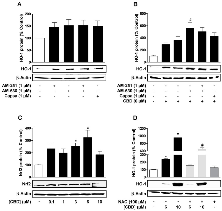 Reactive oxygen species (ROS) but not cannabinoid-activated receptors mediate CBD-induced HO-1 expression in HUVEC. Effect of AM-251 (CB1 antagonist), AM-630 (CB2 antagonist), and capsazepine (Capsa; transient receptor potential vanilloid 1 (TRPV1) antagonist) on HO-1 protein expression alone (A) or in combination with CBD (B). Cells were pre-incubated with the respective receptor antagonist (all tested at a final concentration of 1 µM) for 30 min and then further co-incubated with CBD (6 µM) for another 24 h. (C) Concentration-dependent effect of CBD on Nrf2 expression in HUVEC following incubation with CBD or vehicle for 24 h. (D) Effect of the antioxidant and ROS scavenger N-acetyl-L-cysteine (NAC) on CBD-induced HO-1 expression. Cells were pre-incubated with 100 µM NAC for 30 min and then further co-incubated with CBD for another 24 h. Expression values were normalized to β-actin. Percent control represents comparison with vehicle-treated cells (100%) in the absence of test substance. Values are means ± SEM obtained from densitometric analysis of n = 7 (A), n = 12 (B), n = 4 (C), and n = 3 (D) experiments. The values for blots were determined by densitometric analysis. Representative blots are shown. * p < 0.05 vs. corresponding vehicle control, # p < 0.05 vs. corresponding CBD-treated group; one-way ANOVA with Bonferroni´s (B,D) or Dunnett´s (C) post hoc test.