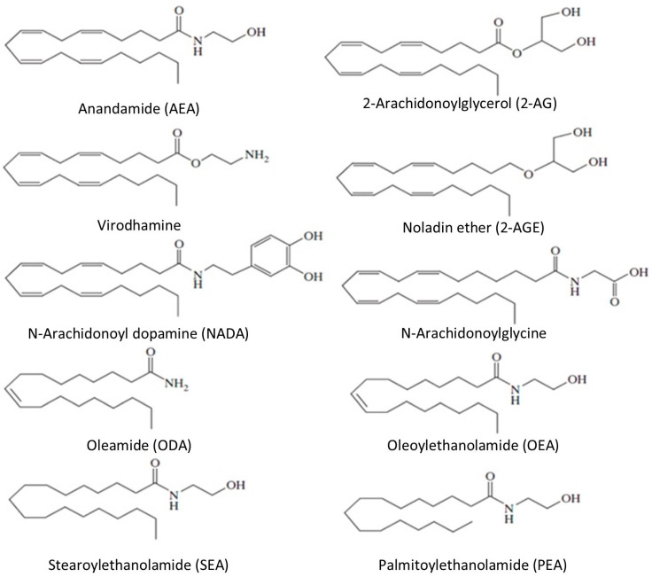 The chemical structure of endocannabinoids.