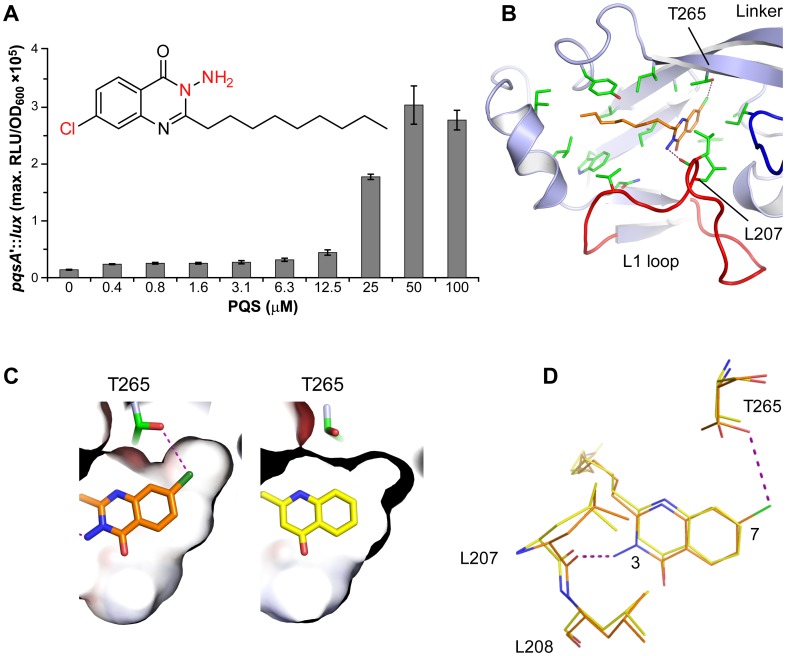3-NH2-7Cl-C9-QZN is a competitive inhibitor of PqsR.(A) PqsR activity as reflected by the maximum bioluminescence produced by a miniCTX::pqsA'-lux fusion in a ΔpqsA mutant in the presence of 100 µM QZN (inset) and increasing concentrations of PQS; (B) Topology diagram of the PqsRCBD ligand-binding site occupied by the QZN shown in stick (orange), with hydrogen bonds coloured purple; (C) Orientation of 4-quinolone ring (right panel) and 7Cl-substituted QZN ring (left panel) within the PqsR ligand-binding pocket. The 7Cl is accommodated within a crevice forming a hydrogen bond (dotted line) with Thr265 (left panel); (D) Superposed PqsRCBD-3-NH2-7Cl-C9-QZN and PqsRCBD-NHQ structures with residues shown as stick (orange and yellow respectively).