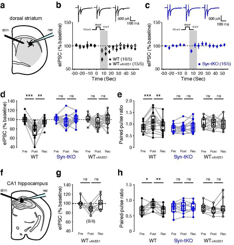 DSI is abolished in dorsal striatum SPNs and hippocampal CA1 pyramidal neurons of Syn-tKO mice.a, Schematic of evoked DSI experiments in the dorsal striatum. b-e, DSI (evoked-IPSCs) in dorsal striatum SPNs of WT mice (n = 16/5; pre-depol: 100.94 ± 2.09%; post-depol: 76.95 ± 3.64%; recovery: 94.43 ± 2.16%; p = 4.378e-4, p = 7.764e-4). DSI is blocked by AM251 (10 µM) (n = 15/5; pre-depol: 101.15 ± 1.99%; post-depol: 92.13 ± 3.14%; recovery: 99.97 ± 3.50%; p = 0.055, p = 0.277). c, Striatal DSI in Syn-tKO mice (n = 16/5; pre-depol: 102.19 ± 1.29%; post-depol: 95.25 ± 3.54%; recovery: 101.64 ± 2.53%; p = 0.134, p = 0.134). d, Summary of IPSC amplitudes. e, Summary of PPRs during striatal DSI (WT pre-depol: 0.85 ± 0.06; post-depol: 1.08 ± 0.10; recovery: 0.92 ± 0.07; p = 2.3e-3, p = 0.030; WT + AM251 pre-depol: 1.04 ± 0.06; post-depol: 1.04 ± 0.06; recovery: 1.01 ± 0.06; p = 0.847, p = 0.600; Syn-tKO pre-depol: 0.83 ± 0.04; post-depol: 0.82 ± 0.05; recovery: 0.89 ± 0.06; p = 0.959, p = 0.134). f, Schematic of DSI experiments in CA1 neurons. g, Summary of DSI with AM251 (n = 9/4; pre-depol: 101.17 ± 2.82%; post-depol: 89.22 ± 2.67%; recovery: 100.26 ± 4.74%; p = 0.055, p = 0.098). h, Summary of PPRs during hippocampal DSI (WT n = 10/4; pre-depol: 0.69 ± 0.06; post-depol: 0.84 ± 0.05; recovery: 0.69 ± 0.05; p = 0.037, p = 5.9e-3; WT + AM251 n = 9/4; pre-depol: 0.77 ± 0.05; post-depol: 0.70 ± 0.04; recovery: 0.78 ± 0.09; p = 0.098, p = 0.570; Syn-tKO n = 10/4; pre-depol: 0.75 ± 0.06; post-depol: 0.77 ± 0.06; recovery: 0.77 ± 0.05; p = 0.770, p = 1.000). Data are mean ± SEM. n = cells / mice. (d, e, g, h) Box plots are depicted as mean, first/third quartile, and minima/maxima. Statistical significance was assessed by two-sided Wilcoxon signed tests (d, e, g, h) (*** p < 0.001; ** p < 0.01; * p < 0.05; n.s. non-significant). Source data