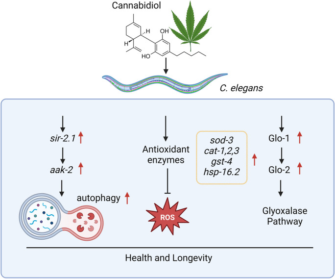 A summary of the known anti-ageing mechanisms of CBD in C. elegans. Created with www.biorender.com