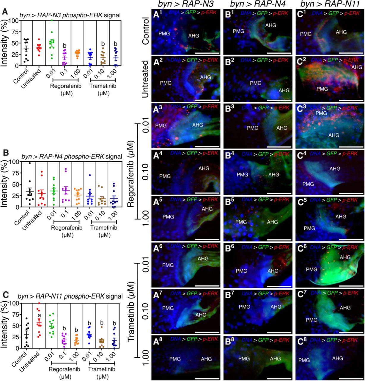 Effects of regorafenib and trametinib on the spatial distribution of Drosophila phospho-ERK (dpERK) intensity at the HPZ;(A1-C8) micrographs of the hindgut proliferation zone (HPZ) showing the dpERK signal of the models treated with regorafenib and trametinib. Scale bar: 100 μm (A-C) mean dpErk intensity along the midgut-hindgut axis of the avatar lines treated with regorafenib and trametinib (n = 10 guts per group). In (A-C), data are presented as mean ± SEM. p < 0.05 (one-way ANOVA with Tukey’s post-hoc test). AHG = anterior hindgut; PMG = posterior midgut. Significance (p < 0.05): a, increase vs. control; b, decrease vs. untreated tumour.