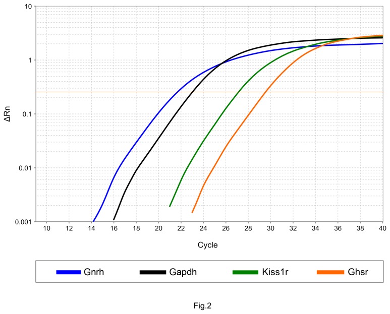 Expression of GHS-R mRNA in GnRH-GFP neurons.Expression of GHS-R mRNA in GnRH-GFP neurons was demonstrated by single cell real-time PCR. The amplification plot shows the expression of Gnrh (Ct: 20.4), Kiss1r (Ct: 27) and Gapdh (Ct: 22.4) genes. The regular amplification curve of Ghsr with Ct values of 29.6 proves the expression of GHS-R mRNA.
