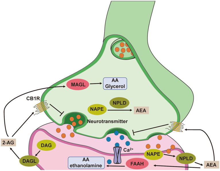 Simplified scheme representing endocannabinoid system-modulated synaptic transmission. The endocannabinoids AEA and 2-AG are not stored in vesicles but instead are synthesized de novo from phospholipid precursors through calcium-dependent mechanisms. N-acylphosphatidylethanolamine (NAPE) is hydrolysed by N-arachidonoyl-phosphatidylethanolamine-specific phospholipase D (NPLD) to yield AEA, and diacylglycerol (DAG) is converted to 2-AG by diacylglycerol lipase (DAGL). Both endogenous ligands traverse the synaptic cleft and activate presynaptic CB1 receptors, thereby regulating ion channels and ultimately suppressing neurotransmitter release. Endocannabinoid signalling is terminated following degradation by hydrolytic enzymes in the presynaptic and postsynaptic compartments. Primarily, AEA is converted to arachidonic acid (AA) and ethanolamine by fatty acid amide hydrolase (FAAH) localized to the postsynaptic cell, whereas 2-AG is hydrolysed presynaptically into AA and glycerol by monacylglycerol lipase (MAGL).