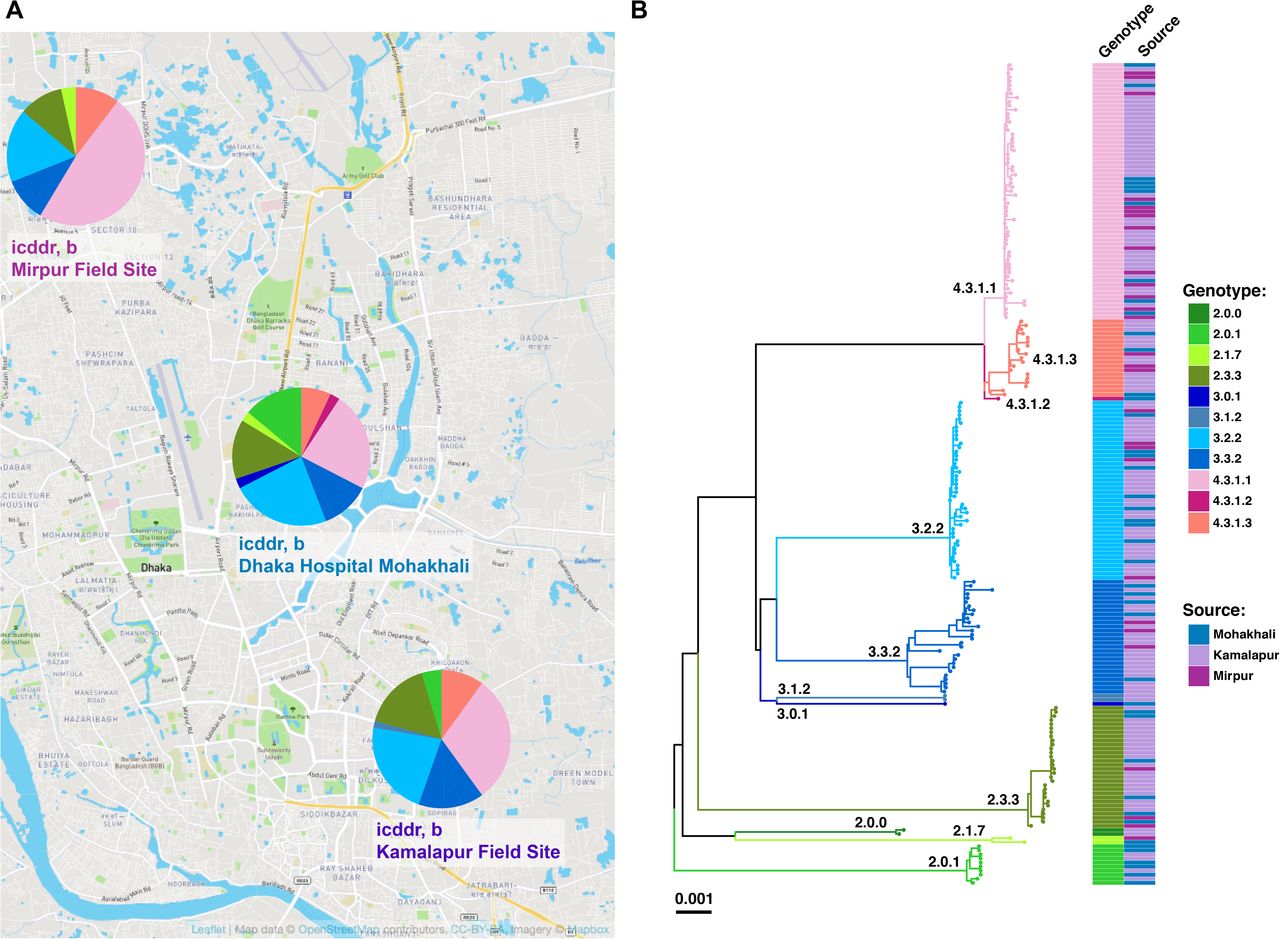 Spatial analysis of 202 S. Typhi from this study.(A) Map of Dhaka indicating the prevalence of S. Typhi genotypes present at each of the three study sites of icddr,b. (B) Maximum likelihood tree of 202 Bangladeshi S. Typhi isolates from the three study sites. Branch colors indicate the genotype (as labelled) and the colored heatmap (on the right) shows, for each isolate, its genotype, and source of the isolates coloured as per the inset legend.
