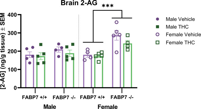 Analysis of 2-arachidonylglycerol in whole brain.Concentrations of endogenous and exogenous cannabinoids in whole brains following vehicle or a 10 min inhalation dose of 5 mg/pad THC in FABP7+/+ and FABP7-/- mice. FABP7-/- females had increased 2-AG levels in the brain compared to FABP7+/+ females regardless of treatment. ***p<0.001 main genotype effect.