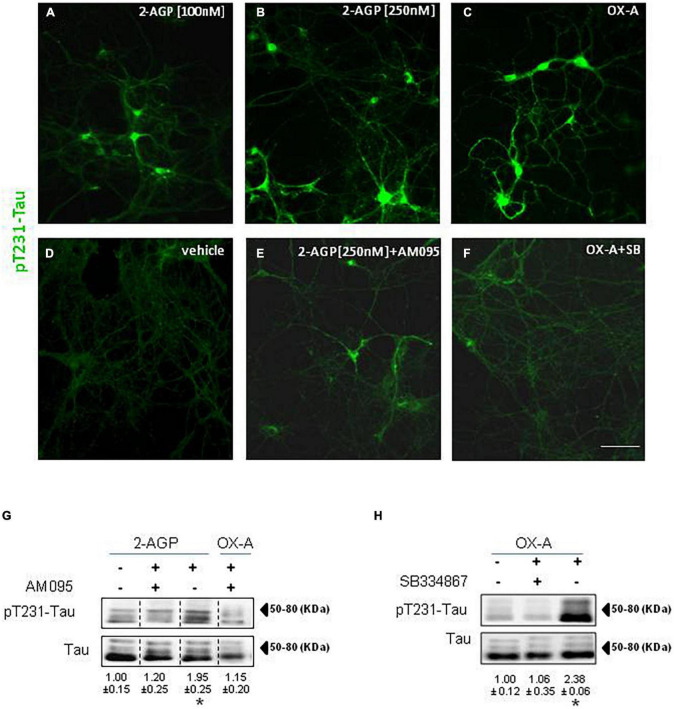Phosphorylation of Tau is induced by 2-AGP via OX-A and destabilizes microtubules of primary neuronal culture. (A–F) Representative images of pT231-Tau immunoreactivity in the primary neurons from mouse hippocampus under different experimental conditions show the highest expression in the soma and neural processes of cells treated with 2-AGP and OX-A that is blunted by incubation with the respective receptor antagonist AM095 or SB334867; Scale bar = 100 μm. (G) Representative immunoblots of pT231-Tau/Tau ratios showing the effect of the 2-AGP or OX-A, with or without incubation with the LPA1R antagonist AM095 (10μM) of primary hippocampal neurons. Lanes from blots spliced together in a composite image are separated by a dotted black vertical line. Data are means ± SEM (n = 3 mice/group). Optical density (OD) values are expressed as the ratio between the OD values of phosphorylated and total protein. Data represent means ± SEM, statistical analysis was performed by ANOVA followed by Tukey’s test. *p < 0.01. (H) Representative immunoblots of pT231-Tau/Tau ratios showing the effect of OX-A, with or without incubation with the OX-1R receptor antagonist SB334867 (10 μM). Data are means ± SEM (n = 3 mice/group). Optical density (OD) values are expressed as ratio between the OD value of phosphorylated and total protein. Data represent means ± SEM, statistical analysis was performed by ANOVA followed by Tukey’s test; *p < 0.01.