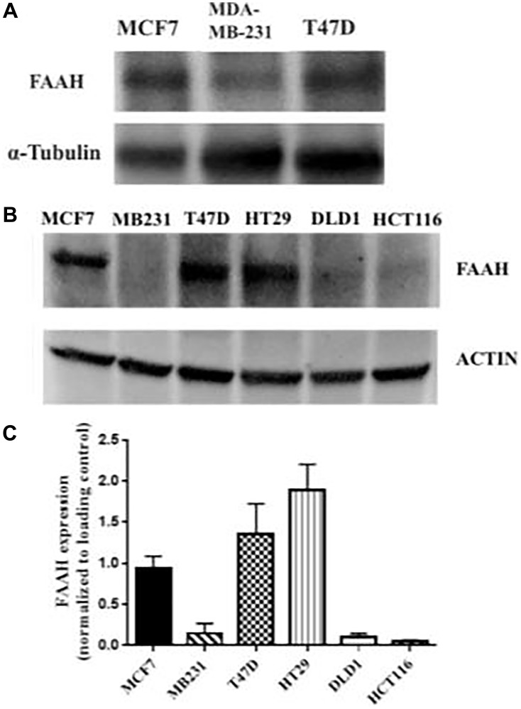 FAAH expression profiles in breast cancer and control cell lines.(A) Western blot was conducted using three breast cancer cell lines (MCF7, MDA-MB-231, and T47D) with α-tubulin as the loading control. (B) An independent Western blot was conducted using six cell lines. Three of these were breast cancer cell lines (MCF7, MDA-MB-231, and T47D), and the remaining were colorectal adenocarcinoma cell lines (HT29, DLD1, and HCT116). Expression of FAAH in each of the cell lines was measured. Actin was used as the loading control. (C) The mean expression of FAAH in the respective cell lines is shown (N = 3–6 repeat experiments each).