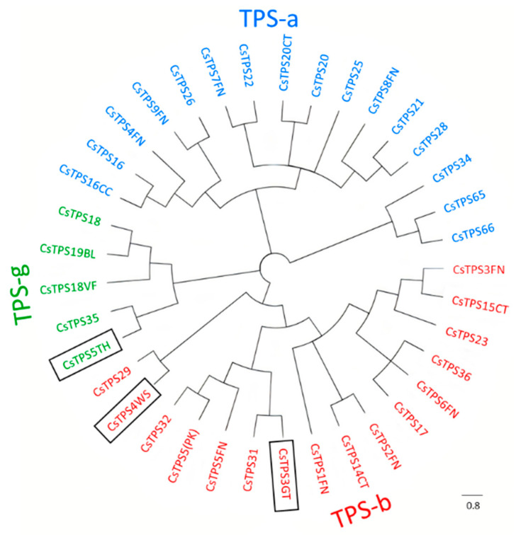 Phylogenetic analysis of CsTPSs. Neighbour-joining phylogenetic tree of CsTPS3GT, CsTPS4WS, and CsTPS5TH, with other CsTPSs. The scale bar indicates the number of amino acid substitutions per site.