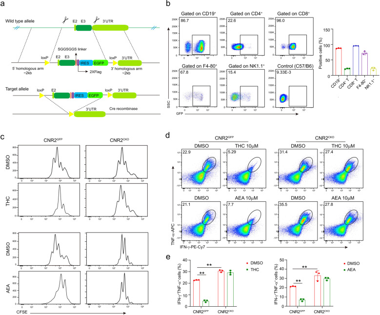 Cannabinoids impair T-cell-mediated antitumor immunity through CNR2. a Schematic diagram depicting the strategy used to generate Cnr2 condition knockout (Cnr2CKO, CNR2flox/floxCD4cre) mice (E: exon). LoxP sites flanking exon 2 of Cnr2 are indicated. Cnr2-2xFlag-IRES-Egfpflox/flox mice (Cnr2GFP) were crossed with CD4cre mice to delete the second exon of Cnr2. b Flow cytometry analysis of CNR2 expression from CNR2-GFP reporter mice in immune cell subsets, showing B cell (CD45+CD3−CD19+), T-cell (CD45+CD3+CD4+/CD8+), macrophage (CD45+CD3-F4-80+) and NK cell (CD45+CD3−NK1.1+). Cells from wild-type C57BL/6J mice were served as the negative control. Cnr2GFP and Cnr2CKO CD8+ T cells were treated with AEA or THC and stimulated by anti-CD3 plus anti-CD28 for 48 h. DMSO was used as the negative control. c Proliferation of CD8+ T cells was determined by CFSE dilution assay. d, e The production of IFN-γ and TNF-α in Cnr2GFP and Cnr2CKO CD8+ T cells were measured by intracellular staining (two-way ANOVA, mean ± SD, **P < 0.01).
