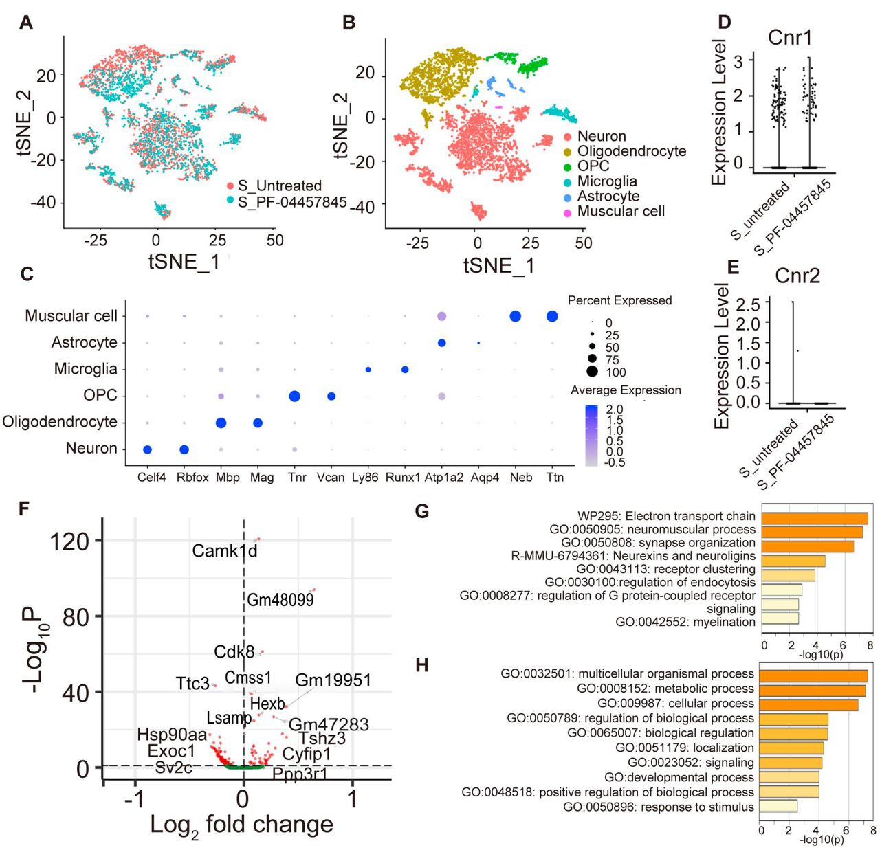 Single-nucleus RNA-Seq analysis of the spinal cords from SOD1G93A transgenic mice treated with PF-04457845We performed single-nucleus RNA sequencing on the spinal cords of 16-week-old SOD1G93A transgenic mice treated with PF-04457845 (S_PF-04457845) or unmodified chow (S_Untreated). (A) t-Distributed stochastic neighbor embedding (t-SNE) plot color-coded by sample, with red for untreated mice and blue for PF-04457845-treated mice. (B) t-SNE plots of all cells sequenced showing six cell types. (C) Dot plot depicting the expression of specific markers for each cell type. (D–E) Expression levels of CB1 (D) and CB2 (E) in the neuron cluster of each sample. (F) Volcano plot of the differentially expressed genes between the neuron cluster from the mice treated with PF-04457845 compared to that from the untreated mice. (G–H) Gene Ontology (GO) enrichment analysis for up-regulated (G) and downregulated (H) genes between the neuron clusters from the mice treated with PF-04457845 and the untreated mice.
