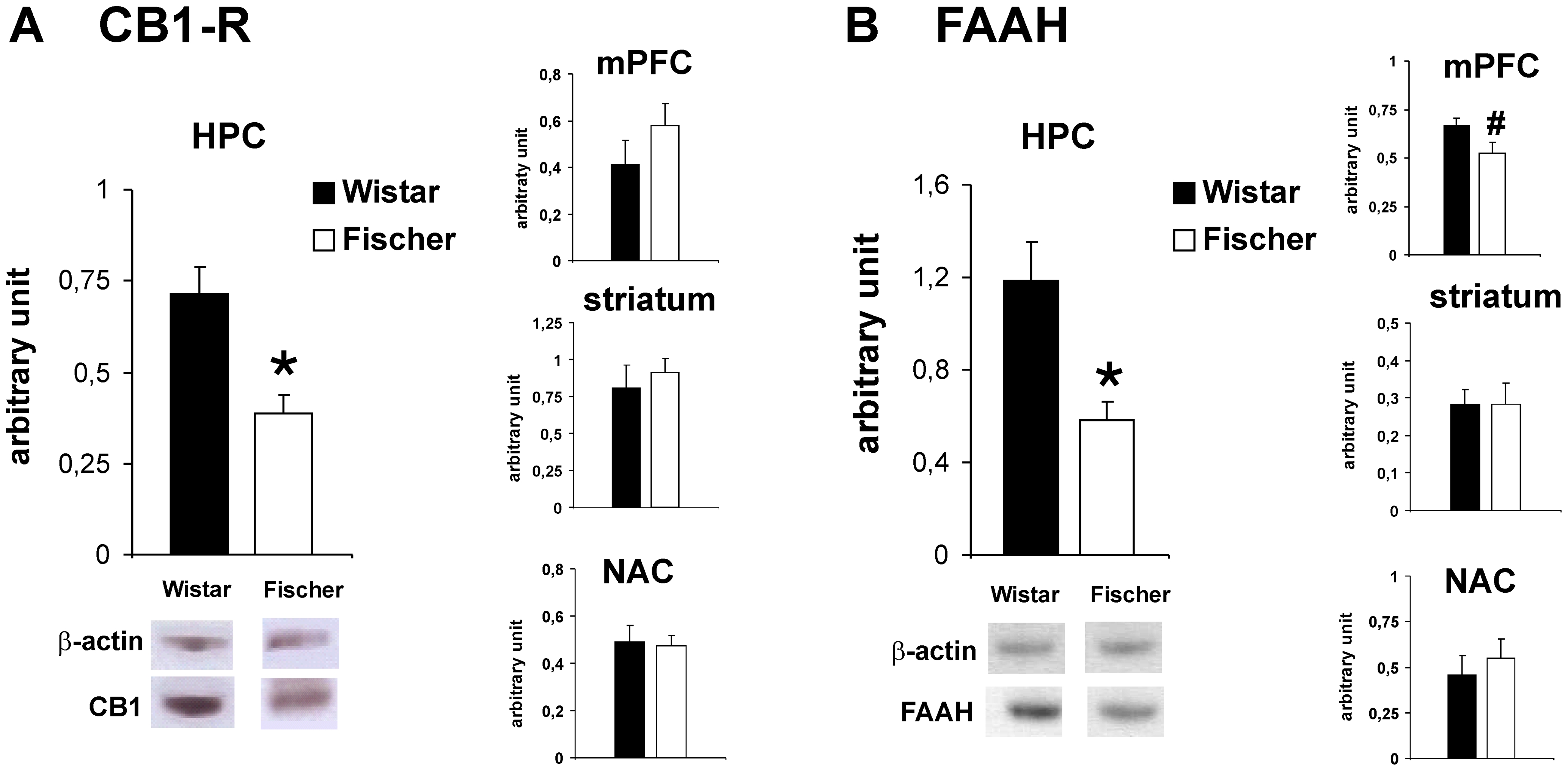 CB1 receptor (A) and FAAH (B) protein levels in different brain regions of Wistar and Fischer rats.Lower protein levels of the CB1 receptor (CB1-R) and FAAH were detected in the HPC of Fischer rats compared to the Wistar strain. Additionally, a trend for lower FAAH protein levels was observed in the mPFC of Fischer rats. No differences were observed for FAAH and CB1-R in other brain regions tested. Values are expressed as means ± SEM (p<0.05 is indicated by asterisks; p<0.1 is indicated by #).