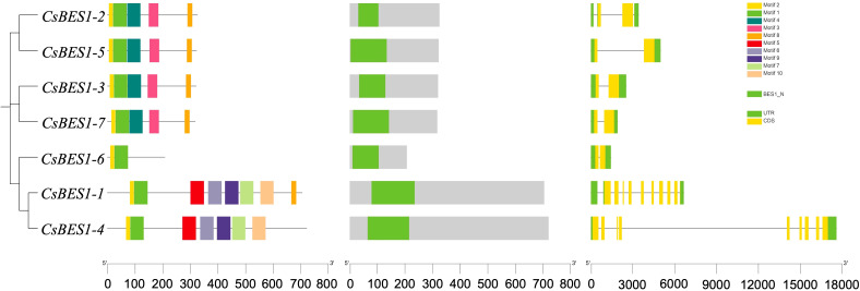 Phylogenetic tree and gene structure diagram showing seven CsBES1 gene family members. Left section presents the tree, middle shows conserved motifs with color-coded legend for motifs one to ten and BES1_N domain, right depicts gene structures with yellow for coding sequences, green for untranslated regions, and gene lengths labeled on a scale below.