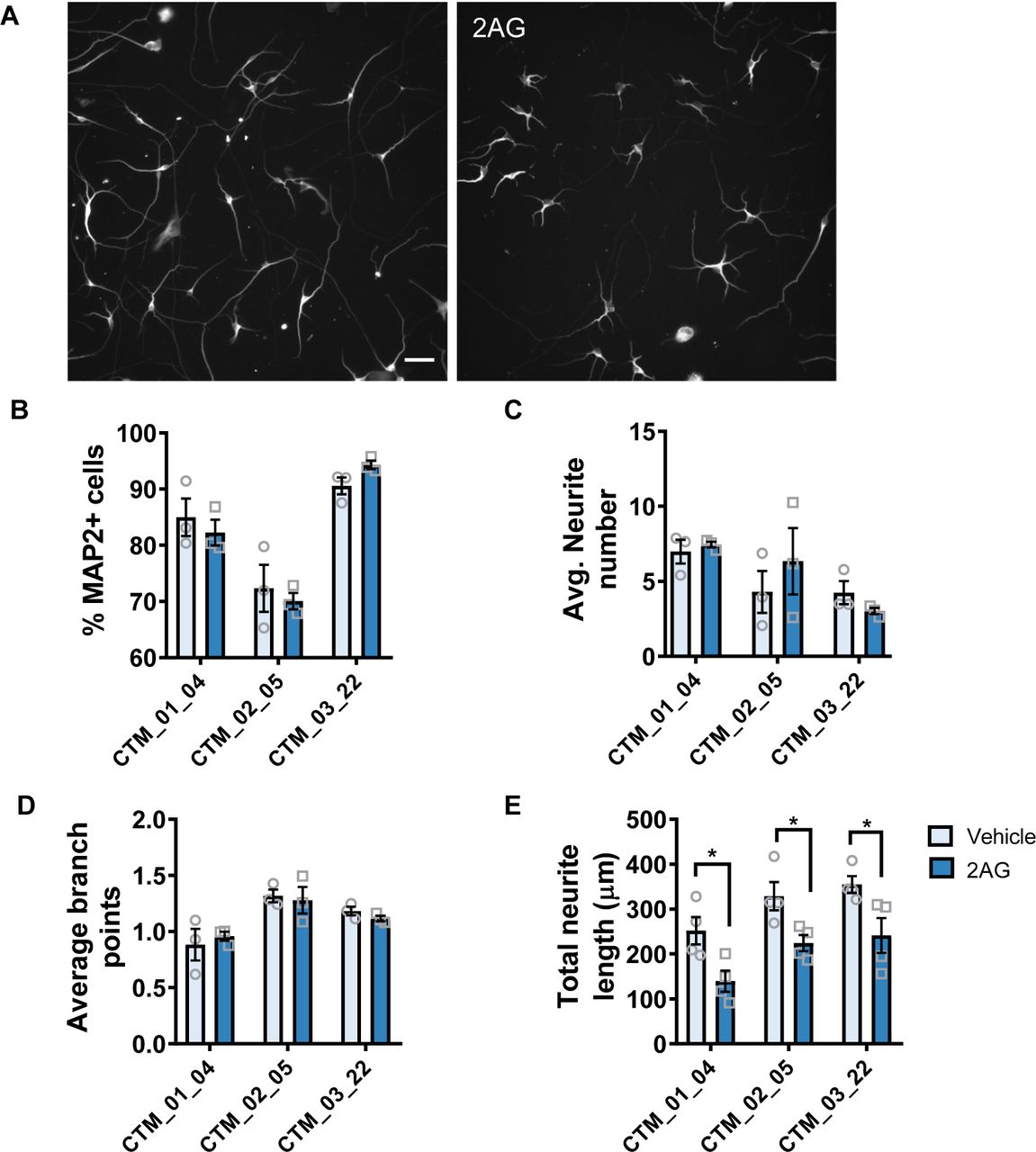 Negative regulation of neurite outgrowth in hiPSC-neurons by 2AG.(A) Representative images of MAP2 stained day 30 hiPSC-neurons as imaged using the Opera Phenix High Content Imager. (B) Assessing of the number of DAPI-positive MAP2 neurons demonstrates no difference on overall neuronal number across conditions. Data are presented for each individual hiPSC-line: data was generated from 3 independent cultures for each independent hiPSC line. (C, D) Assessment of average neurite number (C) and average branch number (D) revealed no difference between conditions. (E) Treatment with 2AG for 24 hours significantly reduced total neurite length compared to vehicle control. Scale bar = 50 µm.