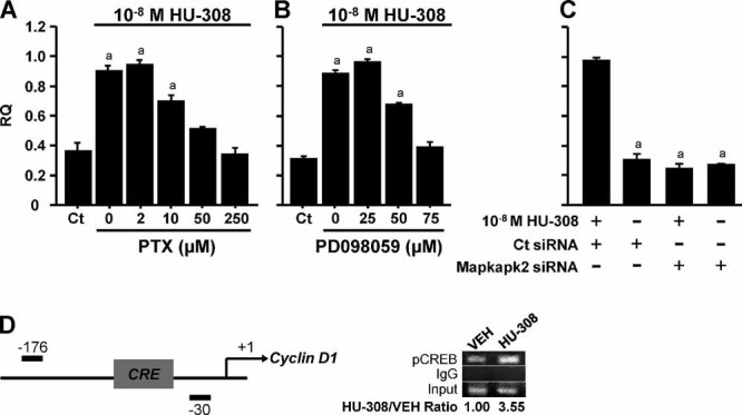 CB2 mitogenic signaling in osteoblasts involves stimulation of cyclin D1 mRNA expression. MC3T3 E1 cells were incubated with HU-308 with or without the following inhibitors: (A) pertussis toxin (PTX), (B) MEK-Erk1/2 inhibitor PD098059, or (C) Mapkapk2 siRNA. (D) Chromatin immunoprecipitation analysis assay of phospho-CREB (pCREB) binding to CRE in cyclin D1 promoter. Data in panels A to C are mean ± SE obtained in six culture dishes per condition. ap < .05 versus Ct.