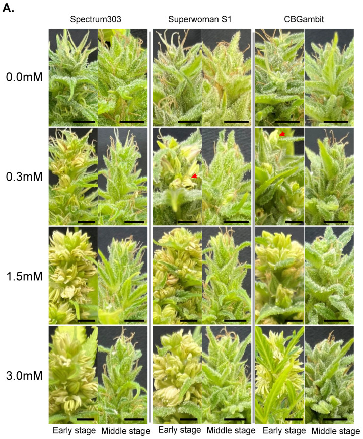 Effects of a single STS application on cannabis plants at early and middle reproductive stages. (A) Features of the top inflorescence after STS treatment at three concentrations (0.3, 1.5, and 3.0 mM). Observation was performed at 6 weeks after STS treatment under short days. The red arrows indicate examples of male flowers. Black scale bars = 1 cm. (B,C) Percentage of individuals with male flowers at early stage (B) and middle stage (C). Numbers 1, 2, and 3 on the X-axis indicate cluster numbers. The different colors in histogram represent the relative percentage of male flowers in each plant (yellow, 0% male flower; gray, from 1% up to 50%; orange from 51% up to 99%, blue 100%). The Y-axis is the percentage of individuals with the relative percentage of male flowers. Thirty plants were used for each STS treatment (n = 30). Spe303, Spectrum303; SupS1, SuperwomanS1. (D,E) Numbers of inflorescence per plant height (cm) at early stage (D) and middle stage (E). Different lowercase letters in (D,E) denote statistical significance. Statistical analysis was performed using one-way analysis of variance with Tukey’s method and 95% confidence.