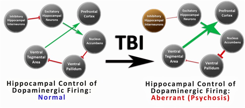 Outline of novel, neurodegenerative hypothesis. Through the proposed mechanism, degenerative change in hippocampal neurons (indicated in brown) may result in increased risk of psychotic disorder post-TBI. Loss of inhibitory hippocampal interneurons post-TBI may result in dysregulation of networks controlling amplitude of dopaminergic firing. Differences between a normative network (left) and an altered network (right) are shown. Inhibitory projections are shown in red while excitatory projections are shown in green, with differences in size denoting changes in strength following degenerative change in GABAergic, inhibitory interneurons of the hippocampus. Model of dopaminergic dysregulation pursuant to hippocampal neuronal loss is adapted from relationships described in schizophrenia by Grace 2012. GABA = gamma aminobutyric acid.