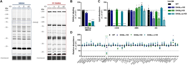 DAGL KD does not alter 2-AG levels in Neuro-2a. (A,B) DAGL KD populations were analyzed by gel-based ABPP using probes MB064 (2 μM) and FP-TAMRA (500 nM) (20 min, rt). Coomassie served as protein loading control. (B) Probe labeling of DAGLβ was quantified and normalized for protein loading. Data is expressed as % of vehicle [mean ± SEM (WT: n = 9, KD: n = 3), t-test: ∗∗∗p < 0.001]. (C) Lipidomics analysis on WT and DAGL KD Neuro-2a populations treated in situ with vehicle or DH376 (100 nM, serum-free, 2 h). Lipid abundance was normalized for the amount of protein. Data is expressed as % of vehicle [mean ± SEM (WT: n = 8, KD: n = 4/2), t-test: ∗p < 0.05, ∗∗p < 0.01, ∗∗∗p < 0.001]. (D) DAGL KD efficiency was assessed by chemical proteomics on WT and KD Neuro-2a cells using probes MB108 and FP-biotin (10 μM each, 30 min, 37°C). Data is expressed as % of WT-vehicle [mean ± SEM (n = 4), t-test with Holm–Sidak multiple comparison correction: ∗p < 0.05, ∗∗p < 0.01, ∗∗∗p < 0.001].