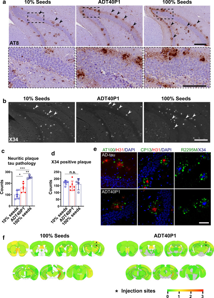 ADT40P1 is pathogenic in vivo. a IHC of 6-month-old 5xFAD mouse brain sections. Mice injected with the same concentration of tau for 100% seeds control (100% AD-tau), 10% seeds control (10% AD-tau + 90% T40, no agitation) and ADT40P1. Mice were killed at 1-month post-injection and brains were probed with the AT8 antibody for phospho-tau; upper panel scale bar = 200 µm; low panel scale bar = 100 µm; arrow heads show amyloid-beta plaque adjacent to neuritic plaque tau pathology. b X34 staining of sections adjacent to those in a; arrow heads show neuritic plaque tau pathology associated amyloid-beta plaques in stained by the amyloid histochemical dye X34; scale bar = 200 µm. c Quantification of AT8 tau pathology from a; *P < 0.05 10% seeds vs ADT40P1, **P < 0.01 ADT40P1 vs 100% seeds, ***P < 0.001 100% seeds vs 10% seeds, one-way ANOVA followed by Tukey post hoc test; n = 6 for 10% seeds and ADT40P1 groups, n = 4 for 100% seeds control. d Quantification of X34-positive amyloid-beta plaques from b; n.s. nonsignificant, one-way ANOVA followed by Tukey post hoc test; n = 6 for 10% seeds and ADT40P1 groups, n = 4 for 100% seeds control. e Immunofluorescence staining (IF) of neuritic plaque tau pathology visualized using phosphor-tau (AT100/CP13) and mouse tau antibodies (R2295M) together with anti-amyloid beta (1–42) H31L21 antibody and X34 dye; scale bar = 50 µm. f Heat map of AT8-positive pathology distribution from a; 100% AD seeds vs ADT40P1. Gray represents no pathology. Low to high tau pathology score is represented as a gradient of green to red hues