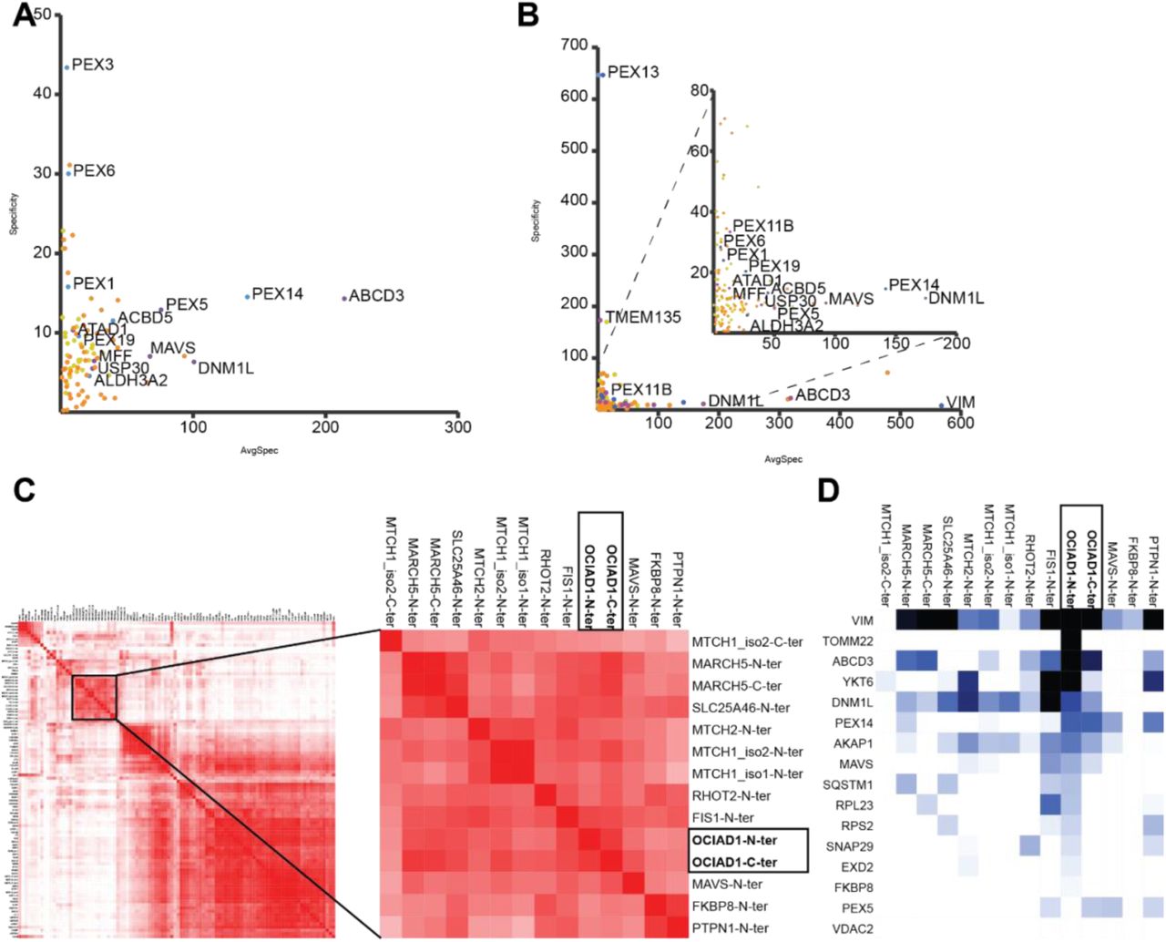 Meta-analysis of proximity labeling data for OCIAD1.Specificity plot of C-terminally tagged OCIAD1 (A) and N-terminally tagged OCIAD1 (B) as bait, respectively, with peroxisomal proteins (blue), mitochondrial proteins (orange) and dually localized proteins (purple). Baits (C) and preys (D) correlated with OCIAD1 as bait. Data from Cell Metabolism, Vol.32 (3), Antonicka H, Lin Z-Y, Janer A, Aaltonen MJ, Weraarpachai W, Gingras A-C, Shoubridge EA, A High-Density Human Mitochondrial Proximity Interaction Network, 479– 497.e9, Copyright Elsevier (2020).
