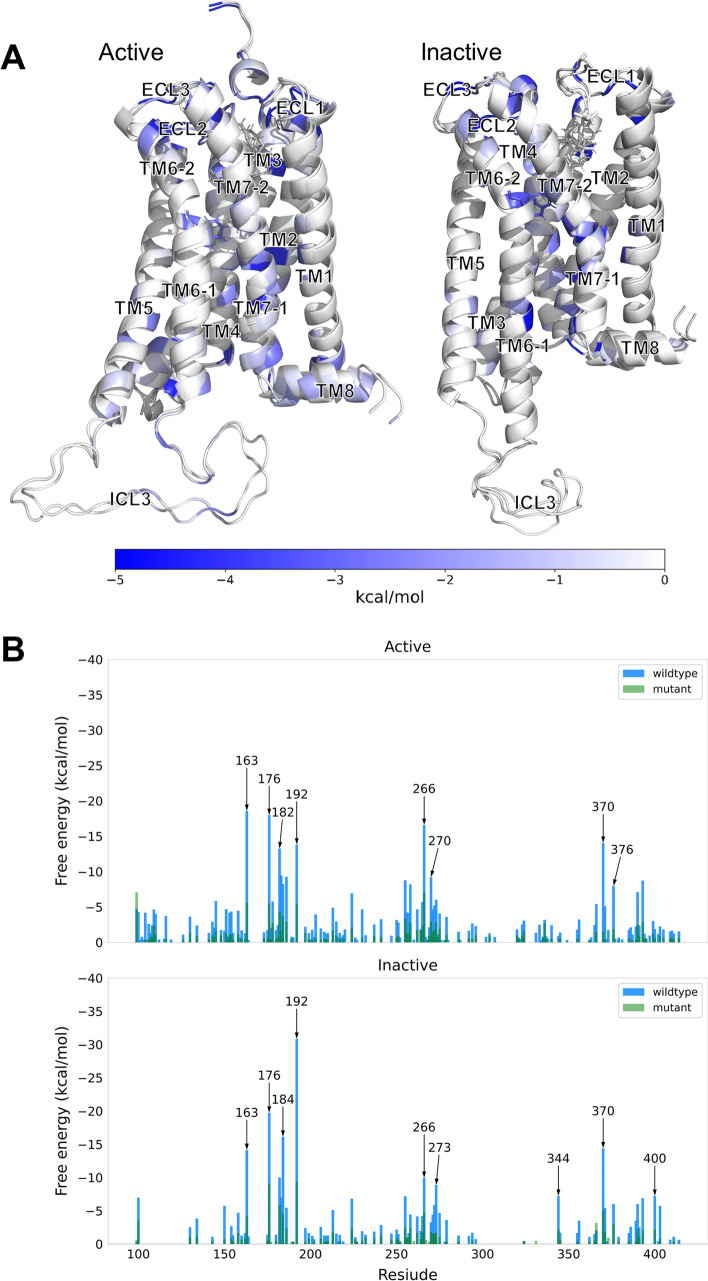 The comparison of residual interaction energies between wildtype and mutant CB1. (A) For each activation state, all residues are colored as blue according to their residual interaction energies. The CB1 structures are used the structures after energy minimization. (B) The significant residues between wildtype (blue) and mutant (green) for each activation state.