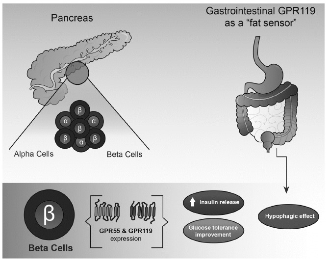 Metabolic effects of gastrointestinal and pancreatic GPR55 and GPR119. Both receptors seem to produce beneficial effects on glucose metabolism and tolerance by controlling positively insulin release McKillop et al. and Soga et al. [149, 153]. On the other hand, GPR119 is also expressed in the gastrointestinal tract (enteroendocrine system) and it plays an important function as a “fat sensor” regulating the expression and secretion of hormones such as GLP-1, GLP-2 and PYY leading to hypophagia Meadows et al. [85].