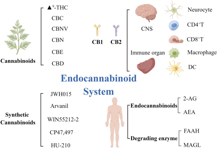 The elements of the endocannabinoid system and receptors distribution. ECS is composed of its two main endocannabinoids AEA and 2-AG, which activate their primary targets CB1 and CB2. AEA was degraded by FAAH enzyme and 2-AG by MAGL enzyme. Six plant cannabinoids (phytocannabinoids), Δ9-THC, CBC, CBNV, CBN, CBE, and CBD, and of five synthetic cannabinoids, JWH015, Arvanil, WIN55212-2, CP47/497, HU-210. CB1 receptors are mainly distributed in the central nervous system and the surface of neurocyte. CB2 receptors are mainly distributed in the peripheral immune system and on the surface of immune cells, such as CD4+T cells, CD8+T cells, macrophages and dendritic cells. AEA, arachidonoylethanolamine; 2-AG, 2-arachidonoylglycerol; Δ9-THC, Δ9-tetrahydrocannabinol; CB1/2, cannabinoid receptor1/2; CBC, cannabichromene; CBD, cannabidiol; CBE, cannabielsoin; CBN, cannabinol; CBNV, cannabinolivarin; ECS, endocannabinoid system; FAAH, fatty acid amide hydrolase; MAGL, monoacylglycerol lipase.