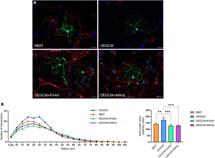 OEGCM from cultures treated with FAAH or MAGL inhibitors decreases the complexity of mature oligodendrocytes process branching. In panel (A), representative immunocytochemistry of MBP-positive cells showed in green, neurons stained with TUJ-1 in red and cell nuclei shown in blue (DAPI). Magnification of 40x, scale bar: 20 μm. In panel (B), the area under the curve calculates the number of intersections in every 0.5 μm radium in each Sholl circle. Data is presented as mean ± SD, statistical analysis of AUC was performed using One-way ANOVA and Tukey’s as post hoc test. NB27: N = 5, OEGCM: N = 3, OEGCM + iFAAH: N = 5, OEGCM + iMAGL: N = 4; p = 0.0061 for NB27 vs. OEGCM, p = 0.2070 for NB27 vs. OEGCM + iFAAH, p = 0.2750 for NB27 vs. OEGCM + iMAGL, p = 0.0003 for OEGCM vs. OEGCM + iFAAH, p = 0.0005 for OEGCM vs. OEGCM + iMAGL. **p < 0.01 and ***p < 0.001.
