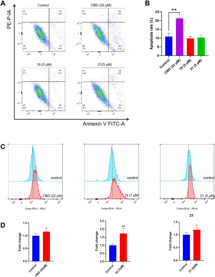 Biological evaluations of apoptosis and ferroptosis in Caov-3 cells exposed to CBD, 19, and 21. Flow cytometry dot plots of CBD (22 μM), 19 (5 μM), and 21 (5 μM) -induced apoptosis in Caov-3 cells (A), and the changes in the percentage of apoptosis rate (B). Flow cytometry analysis of intracellular iron by using FerroOrange staining reagent, cells were treated by CBD (22 μM), 19 (7 μM), and 21 (5 μM) (C), and their fold changes in cellular iron level by quantifying the fluorescence signal (D).