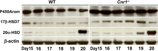 Western blot analysis of cytochrome P450 aromatase (P450Arom), 17β-hydroxysteroid dehydrogenase 7 (17β-HSD7) and 20α-HSD in wild-type (WT) and Cnr1−/− ovaries during late gestation.