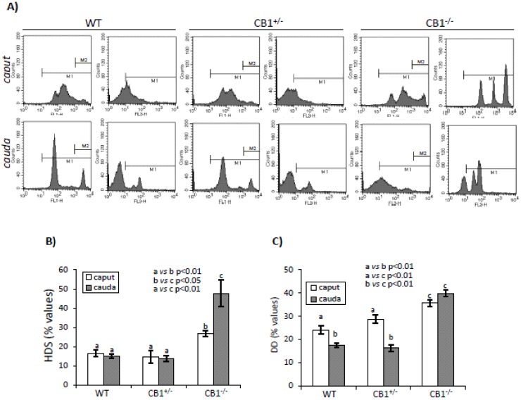 Flow cytometry analysis of sperm from caput and cauda epididymis of WT, CB1+/-, and CB1-/- stained with AO. (A) Representative histograms of AO stained sperm in M1and M2 gate. Intensely green (FL1-H >103), green (FL1-H >101), red (FL3-H >101) and total (green + red) fluorescencing DNA were used to analyze: (B) HDS (used as index of uncondensed chromatin) and (C) DD (used as index of DNA damage) values. Graphs were representative of four sperm samples/animal/genotype (n = 4 animals for each genotype in triplicates). Data were expressed as the mean values ± S.E.M. Different letters indicated statistical significance (p < 0.05 or p < 0.01).
