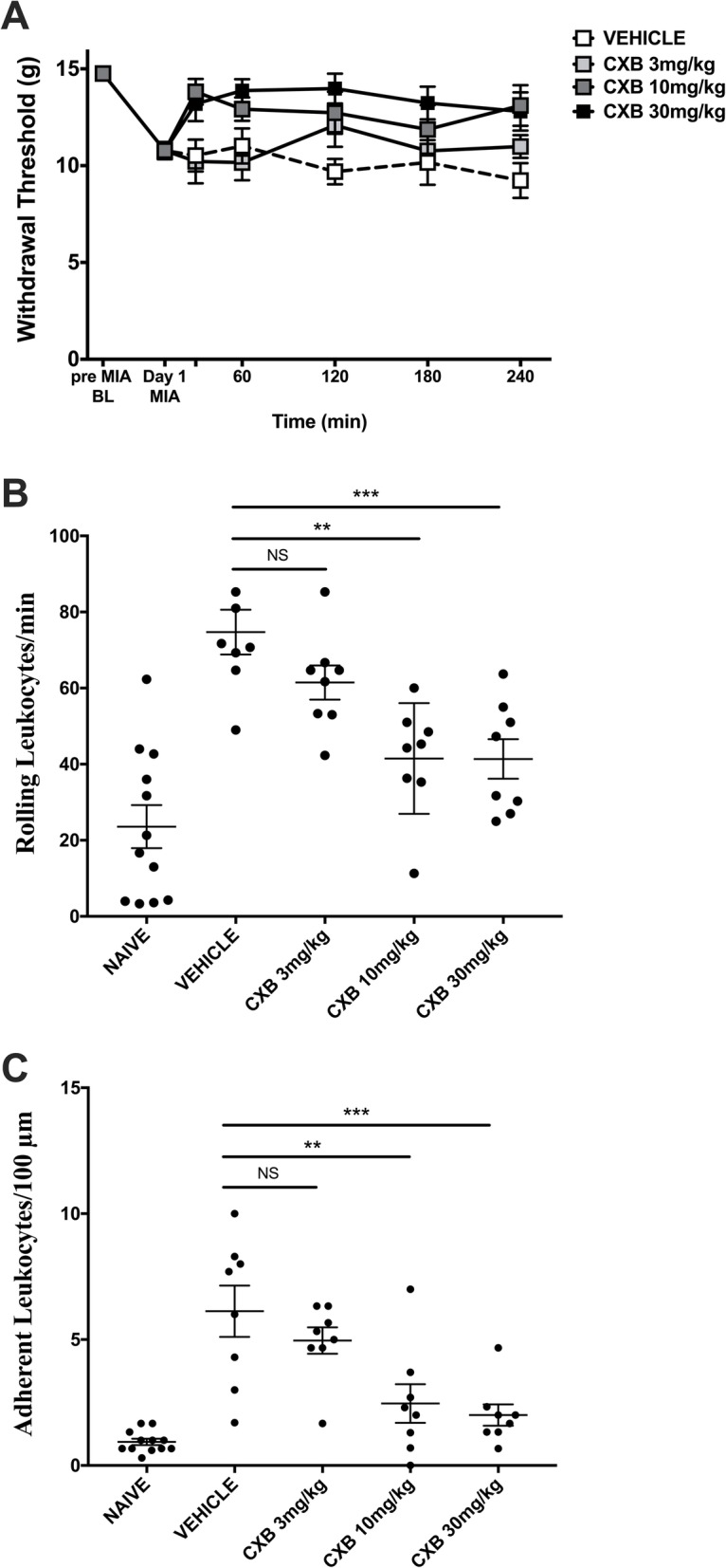 Celecoxib dose-dependently improves pain and inflammation on day 1 of MIA-induced model of OA. MIA-induced secondary allodynia was present on day 1 of the model. Systemic administration of CXB dose-dependently improved the hindpaw withdrawal threshold over a 240-min time course (a) (P < 0.0001; two-way ANOVA with Tukey post hoc test; ##P < 0.01, #P < 0.05, *P < 0.05, $$P < 0.01, $P < 0.05, ∇∇∇P < 0.001, ∇∇P < 0.01, ∇P < 0.05; n = 8). CXB dose-dependently decreased both rolling leukocytes (b) (P < 0.0001; one-way ANOVA with Tukey post hoc test; **P < 0.01; n = 8) and adherent leukocytes (c) (P < 0.0001; one-way ANOVA with Tukey post hoc test; ****P < 0.0001, **P < 0.01; n = 8) at 360 min post-drug administration. Data are mean values ± SEM. ANOVA, analysis of variance; BL, baseline; CXB, celecoxib; MIA, sodium monoiodoacetate; VEH, vehicle; #indicates post hoc comparison between 10 mg/kg and vehicle; *post hoc comparison between 3 and 10 mg/kg; ∇post hoc comparison between 30 mg/kg and vehicle; $post hoc comparison between 3 and 30 mg/kg