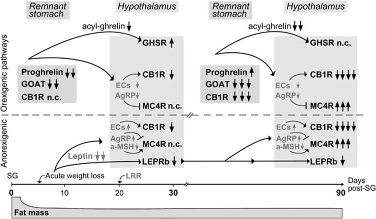 Proposed model of the gut-brain axis molecular mechanisms involved in the maintenance of lower body weight after SG. The acute loss of gastric tissue by SG decreases the expression of both ghrelin and GOAT in the remnant stomach, leading to reductions in acyl-ghrelin in the circulation. In the hypothalamus, lower acyl-ghrelin signaling reduce both the GHSR usage and thus degradation, as well as the hypothalamic levels of endocannabinoids (ECs), the endogenous agonists of the orexigenic CB1R, resulting in increased levels of GHSR and in CB1R expression decreases, by 30 days post SG. In parallel, the acute loss of fat mass decreases leptin plasma levels, which in turn, and after the establishment of leptin resistance reversal (LRR),8 downregulate LEPRb and the levels of MC4R agonist, a-MSH. The expression of the anorexigenic MC4R did not change significantly at this time point, where the maximal weight loss is achieved post SG in humans. By 90 days post SG, a downregulation of CB1R expression in the remnant stomach results in retention of proghrelin into the A-like cells, and along with the stably low levels of GOAT sustain even lower levels of plasma acyl-ghrelin. In the hypothalamus, this effect further reduces the levels of the ECs and AgRP (endogenous MC4R antagonist); leptin levels remain stably low,8 so do the levels of LEPRb and the rest of the positive or negative effects on a-MSH or AgRP and ECs, respectively. Therefore, initiated by the downregulation of the acyl-ghrelin-CB1R signaling in the remnant stomach and the hypothalamus and followed by the increases in MC4R, the energy homeostasis system balances to an anorexigenic ‘set point' maintaining the lower body weight post SG (black letters illustrate results of these studies, categorized by a system where events were scored in an additive manner: one arrow was received for significant expression differences between expression in SG animals at 30 days vs starting point (0 days), 90 days or sham (SH) animals at 30 or 90 days, and two arrows for long-term significant differences, that is between expression in SG animals at 90 vs 0 days; direction of arrows indicates down or upregulation. Gray letters illustrate literature-based predicted changes in the levels of ECs, AgRP and a-MSH;→depicts activation of receptors, upregulation of receptors, or upregulation of agonist levels, and ⊣ the opposite actions).