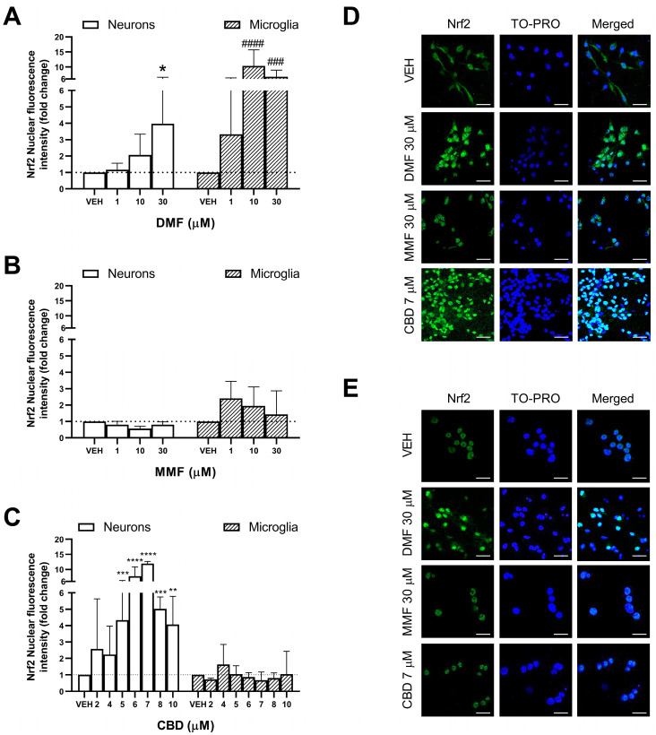 Effect of dimethyl fumarate (DMF), monomethyl fumarate (MMF), and cannabidiol (CBD) on the activation of Nrf2 in neurons and microglia. (A) Effect of DMF on Nrf2 activation in neurons and microglia. (B) Effect of MMF on Nrf2 activation in neurons and microglia. (C) Effect of CBD on Nrf2 activation in neurons and microglia. (D) Representative immunofluorescence images from neurons showing the Nrf2 protein location (green). TO-PRO (blue) was used as a nuclear counterstain. Scale bar: 20 µm, shown in the bottom-right corner of each image. (E) Representative immunofluorescence images from microglia showing Nrf2 protein location (green). TO-PRO (blue) was used as a nuclear counterstain. Scale bar: 20 µm, shown in the bottom-right corner of each image. (A–C) White bars represent neurons and black dotted lines represent microglia. (A–E) Neurons and microglia were treated for 4 h with either the vehicle (VEH) or drug. Bars represent the fold change of the mean nuclear fluorescence intensity of Nrf2 in the drug-treated cells compared to their respective vehicle. Data (mean ± standard deviation) are representative of three different experiments. The Kruskal–Wallis test was used to compare the different concentrations of each drug against their respective vehicle. * p < 0.05, ** p < 0.01, *** p < 0.001, **** p < 0.0001 in neurons; ### p < 0.001, #### p < 0.0001 in microglia.