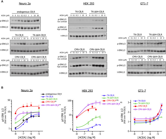ERK 1/2 activation by CMV or TK promoter-driven full-length and Δ64-CB1 receptor variants. (A) Western blot analysis of ERK 1/2 phosphorylation mediated by the various CMV and TK promoter-driven or endogenous CB1 receptors stimulated with ACEA. Neuro 2a, HEK 293 and GT1-7 cells expressing the indicated CB1R variants or endogenous receptors (Neuro 2a) were stimulated with various concentrations of ACEA in at 37°C in DMEM + HEPES for 5 min. Representative western blots are shown; please note that, although presented as separate blots, p-ERK and t-ERK membranes were actually developed under identical conditions (incl. exposure times) so these images may be directly compared within the pertinent cell type. (B) Dose-response analysis of ACEA-evoked p-ERK 1/2 signals from western blot experiments as the one presented on Panel (A). Phospho- to total ERK 1/2 values were normalized to the minimum response of the TK-CB1R group and the 3-parametered log[agonist] – response equation was used to fit concentration-response curves. Number of observations was 3-8/construct/ACEA concentration; *p = 0.036 for the effect of CMV promoter on basal ERK activity and p = 0.19 for the effect of CMV promoter on EC50 when compared to TK promoter in Neuro 2a cells; #p = 0.0002 for the effect of CMV promoter on basal phosphorylation and $p = 0.0288 for the effect of CMV promoter on EC50 value vs. TK promoter in HEK 293 cells (2-way ANOVA).