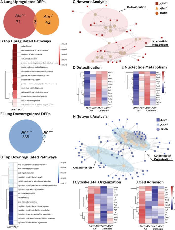 Pathway analysis of DEPs in lung tissue of Ahr +/− and Ahr −/− mice exposed to cannabis smoke versus air. (A) Venn diagram showing the overlap of upregulated DEPs for Ahr +/− and Ahr −/− lung tissue after cannabis smoke exposure versus air. (B) Top 15 upregulated pathways induced by cannabis smoke exposure versus air in Ahr +/− and Ahr −/− mice. (C) Network clustering analysis of upregulated pathways. (D–E) Heatmaps of top 15 proteins in each cluster including detoxification (D) and nucleotide metabolism (E). (F) Venn diagram of downregulated DEPs for Ahr +/− and Ahr −/− lung tissue after cannabis smoke exposure versus air. (G) Top 15 downregulated pathways in response to cannabis smoke exposure in Ahr +/− and Ahr −/− mice. (H) Network analysis of downregulated pathways. (I, J) Heatmaps of top 15 proteins in the cytoskeletal organization (I) and cell adhesion (J) clusters. Heatmaps represent z‐scores of protein expression across conditions.
