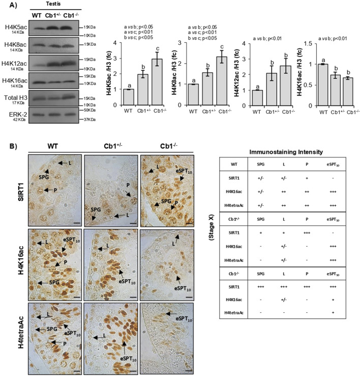 Western blot and immunohistochemistry results are displayed. Panel A shows Western blot bands of testis proteins H4K5ac, H4K8ac, H4K12ac, H4K16ac, Total H3, and ERK-2 for WT, Cb1+/-, and Cb1-/- conditions, with corresponding bar graphs indicating fold change and statistical analysis. Panel B shows immunohistochemistry images for SIRT1, H4K16ac, and H4tetraAc across different genotypes, and a table detailing immunostaining intensity for various structures: SPG, L, P, and eSPT10, across WT, Cb1+/-, and Cb1-/-.