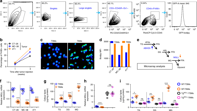 MGLL deficiency in tumor-associated macrophages results in lipid accumulation. a FACS gating strategy for tissue macrophages and lipid measurement. Debris and doublets were removed, and tissue macrophages were then assessed as CD3-CD45R-Gr1-CD45+F4/80+. The average fluorescence degree of macrophages stained by Bodipy (GFP) was measured. b The percentage of TAMs in inoculated tumors. Six-week-old WT mice were subcutaneously inoculated with CT-26, MC-38 or 4T1 cells and the TAMs were quantified at 1st and 3rd week. Each tested sample was pooled from five individual ones. c Lipid staining of macrophages from spleens (TSMs) or tumors (TAMs). Six-week-old mice were subcutaneously inoculated with MC-38 tumors and sacrificed two weeks later. Tissue macrophages were isolated and stained with Bodipy (Green). The nucleus was visualized by DAPI staining (Blue). This experiment was repeated four times. Representative images are displayed. Scale bars, 10 μm. d The lipid levels in TSMs and TAMs. Six-week-old mice were subcutaneously injected with indicated cells. Two weeks later, TSMs and TAMs were isolated for lipid staining with bodipy. The Geometric mean fluorescence intensity (MFI) of Bodipy in each group was measured. Each tested sample was pooled from five individual ones. e A diagram of glycerolipid metabolism. The blue arrow indicates up-regulation, and the orange arrow indicates down-regulation. A gene-microarray analysis was performed on the peritoneal macrophages, which were treated with regular or conditioned medium from CT-26 cells for 24 h. TG triglyceride, DG diglyceride, MG monoglyceride. f Relative mRNA expression of MGLL in TSMs and TAMs. Six-week-old mice were subcutaneously inoculated with indicated tumors and sacrificed two weeks later. TSMs and TAMs were isolated for real-time PCR assays. g Cellular lipid levels were measured in TSMs and TAMs from the MC-38 tumor-bearing mice as described in c. h Relative mRNA expression of MGLL in TSMs and TAMs. Six-week-old WT or myeloid MGLL transgenic (TgMGLL) mice were subcutaneously inoculated with MC-38 tumors for 2 weeks. TSMs and TAMs were then isolated for mRNA assays of MGLL. i Cellular lipid levels in TSMs and TAMs from the MC-38 tumor-bearing mice as described in h. Data in f–i represent the means ± s.e.ms (n = 5, *P < 0.05, **P < 0.01, ***P < 0.005; student’s t-test; ns not significant)