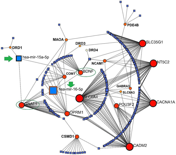GMIs visualized by NetworkAnalyst in a concentric model concentrating important interactions. The green arrows signify the best-scored miRNAs (hsa-miR-16–5p and hsa-miR-15a-5p) and the green circles highlight the common genes in association with the best-score miRNAs in this network.